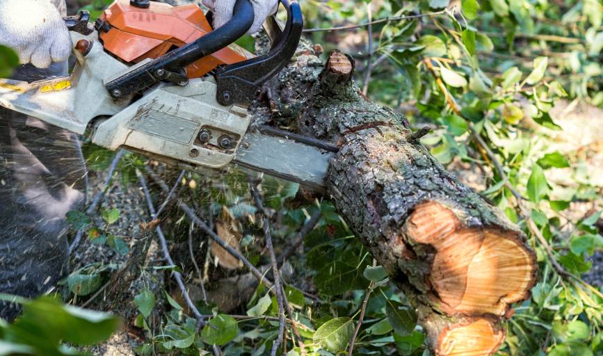 Tree Trimming